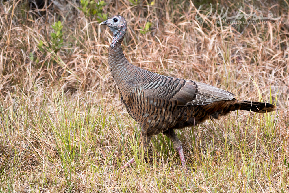 Wild Turkey foraging in the Okefenokee National Wildlife Refuge, Georgia Picture