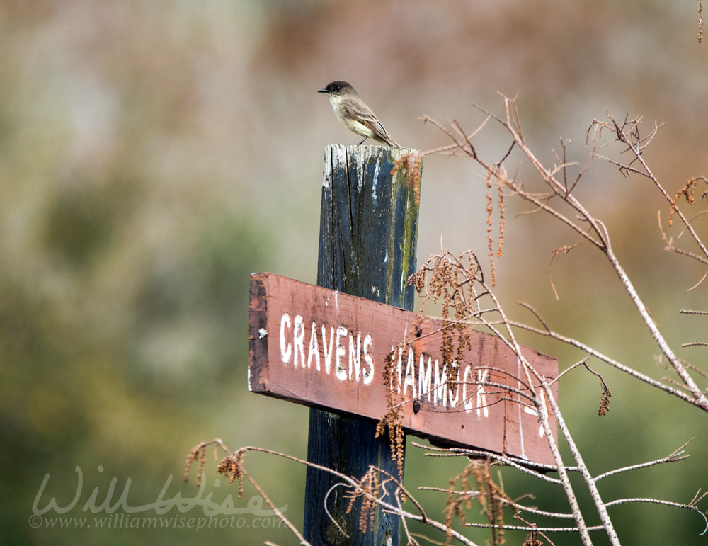 Eastern Phoebe perched on rustic Cravens Hammock canoe trail direction sign in the Okefenokee Swamp Georgia Picture