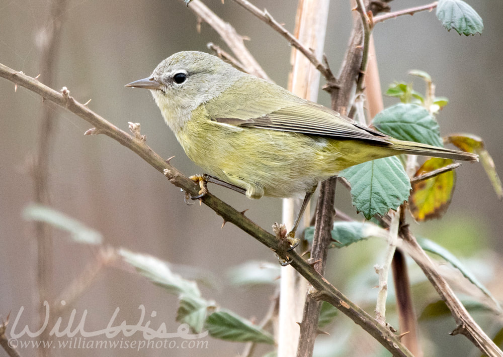 Orange-crowned Warbler in the Okefenokee Swamp National Wildlife Refuge Georgia Picture