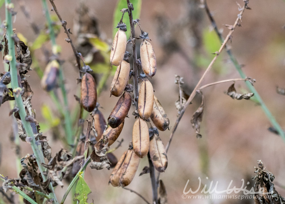 Dried seed pods of the Rattlepod plant  Georgia USA Picture