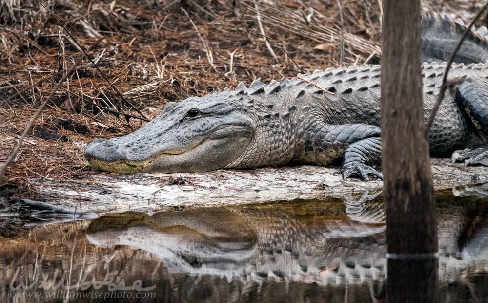 Large alligator basking on the bank of Okefenokee Suwannee Sill Recreation Area Georgia USA Picture