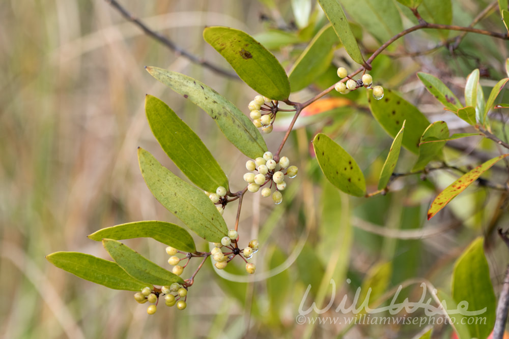Okefenokee Laurel Leaf Greenbrier Picture