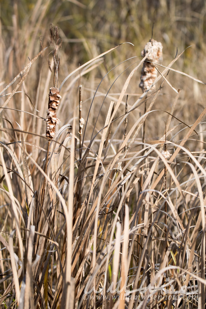 Typha cattail marsh plants on Chesser Prairie in the Okefenokee Swamp Picture