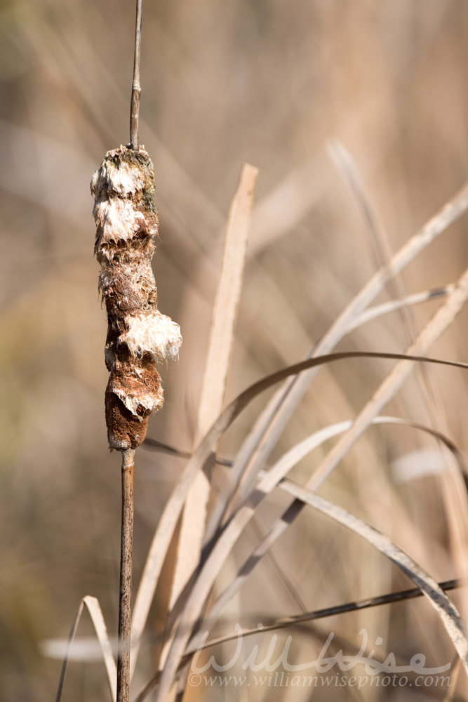 Typha cattail marsh plants on Chesser Prairie in the Okefenokee Swamp Picture