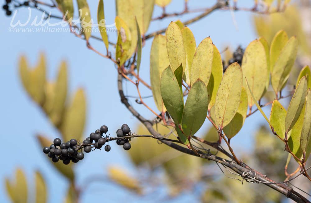 Okefenokee Laurel Leaf Greenbrier Picture