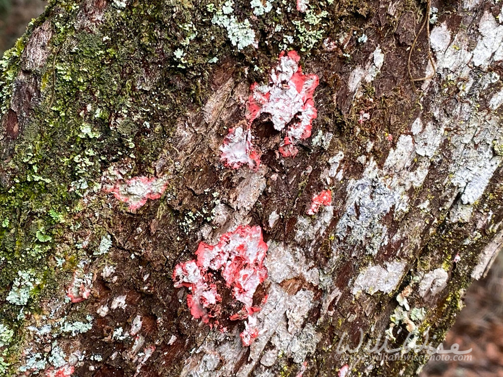 Okefenokee Swamp Christmas Lichen Picture