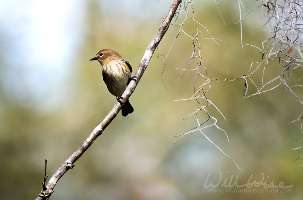 Okefenokee Swamp Yellow-rumped Warbler Picture