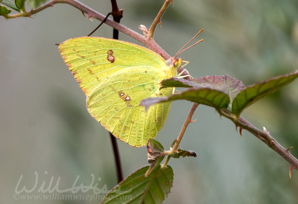 Okefenokee Swamp Cloudless Sulphur Picture