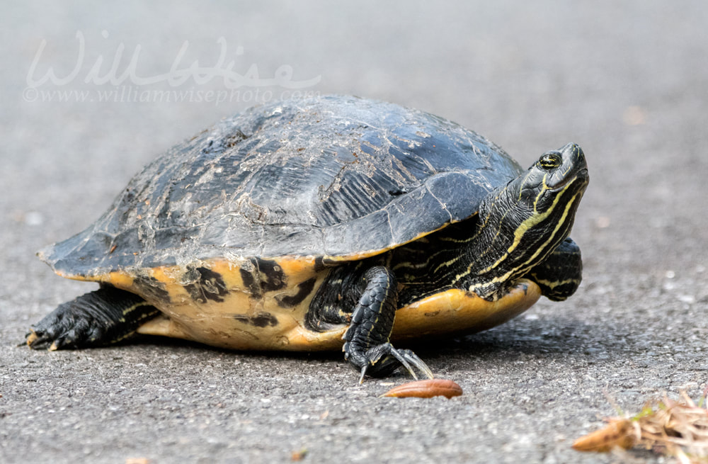 Turtle; Swamp Island Drive; Okefenokee National Wildlife Refuge, Georgia Picture