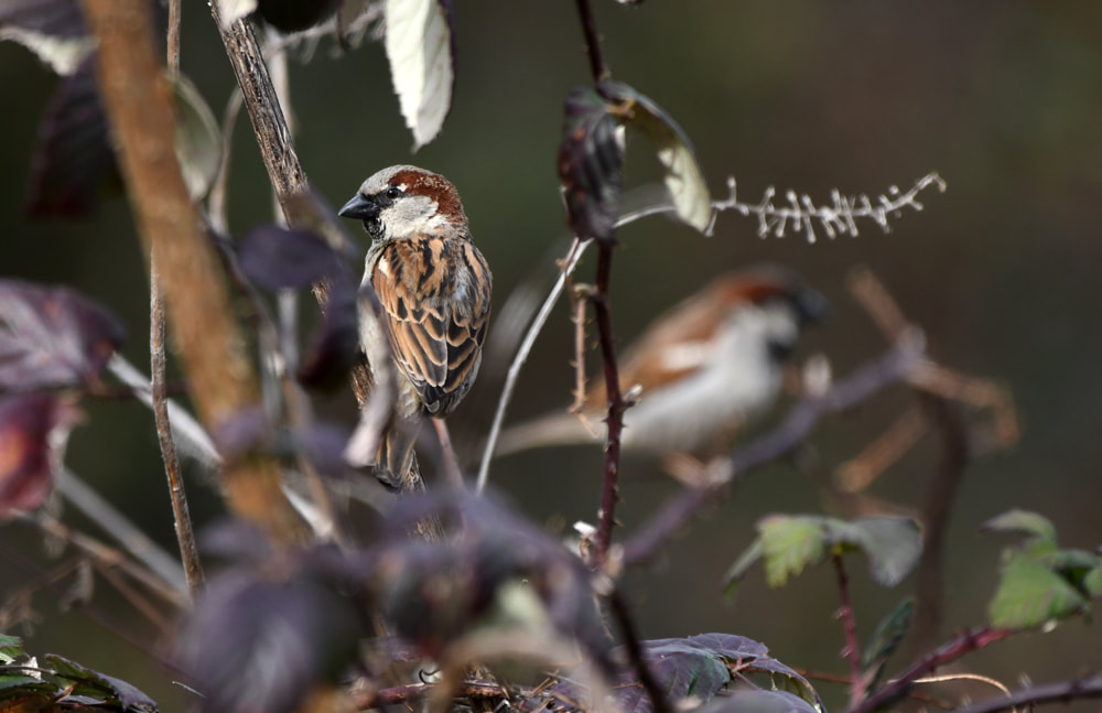 Male House Sparrow Georgia birding photography Picture