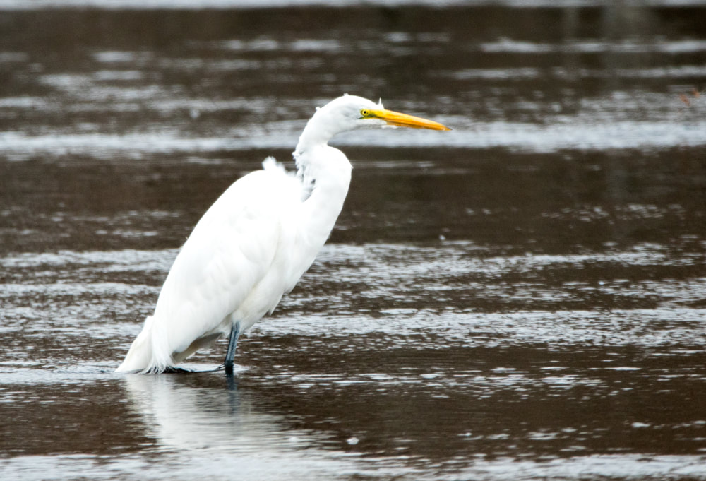 Great Egret Picture