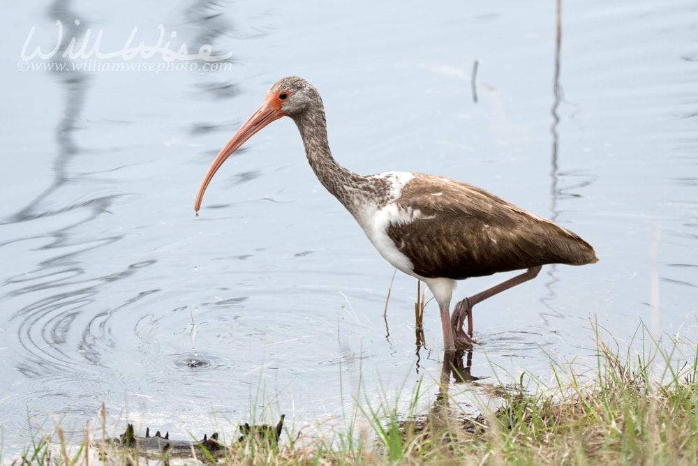 Juvenile White Ibis wading bird fishing for crayfish in a swamp lake Picture