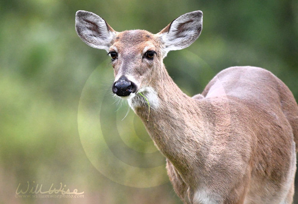 White-tailed Deer doe close up portrait Picture