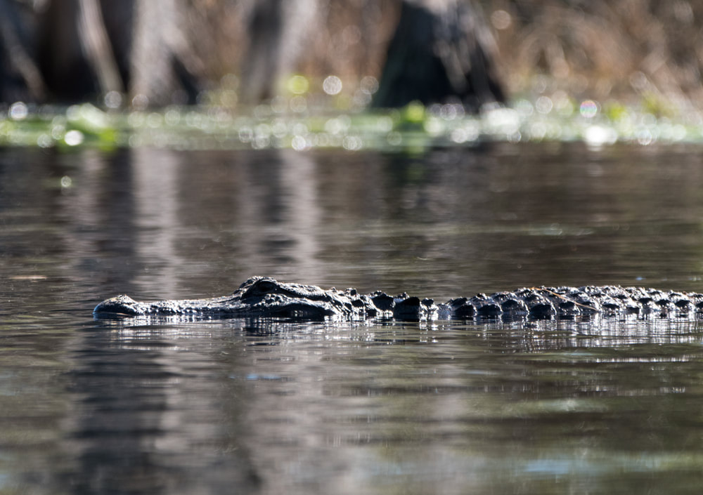 Okefenokee Alligator Picture