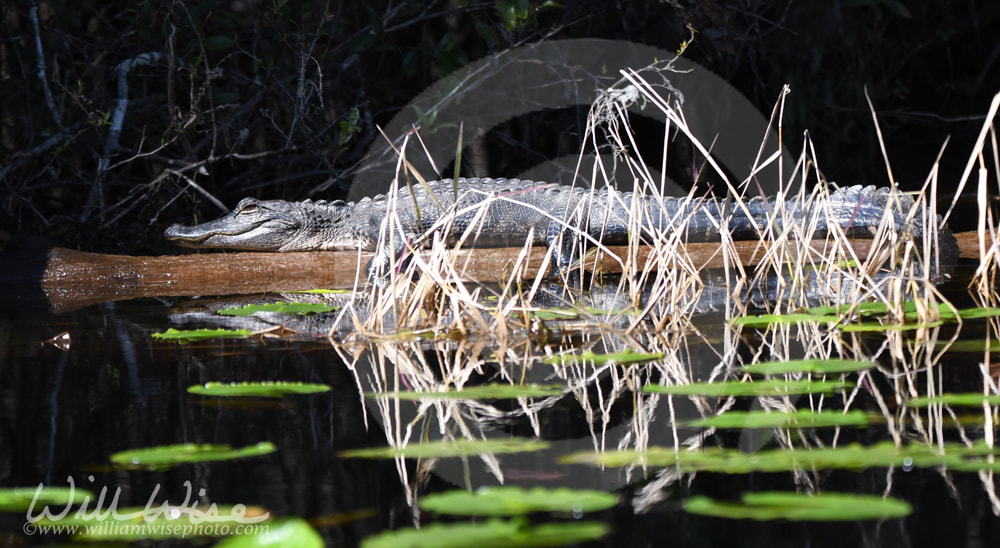 Okefenokee Alligator Picture