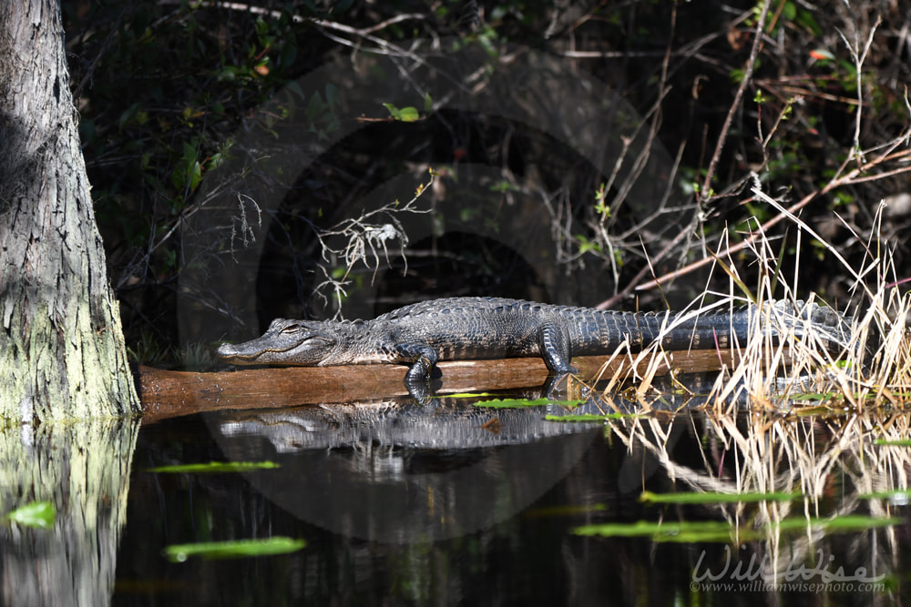 Okefenokee Alligator Picture