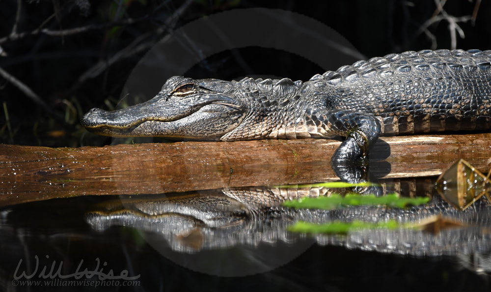 Okefenokee Alligator Picture