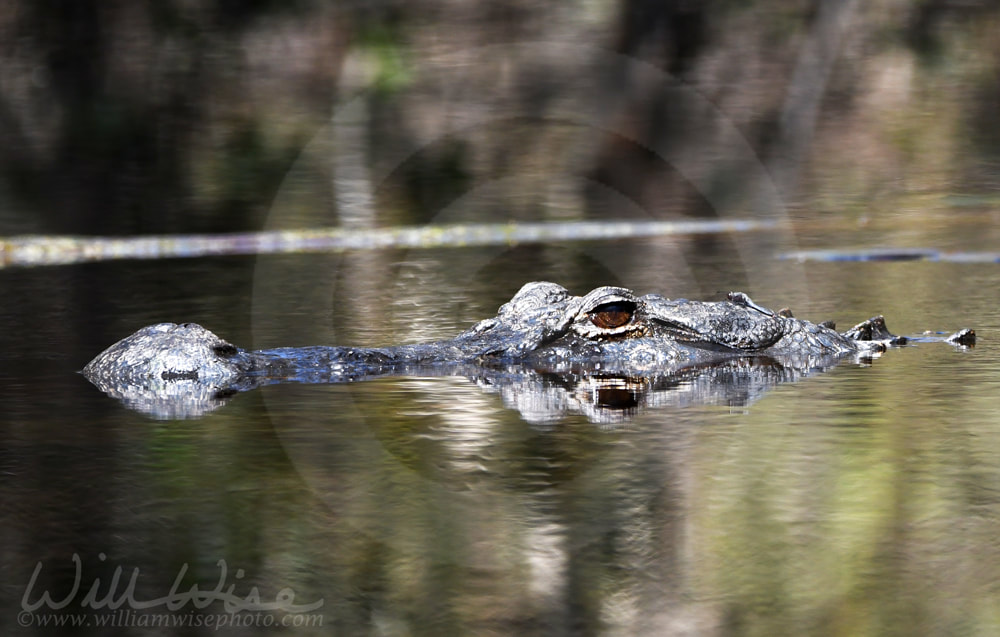 Okefenokee Alligator Picture