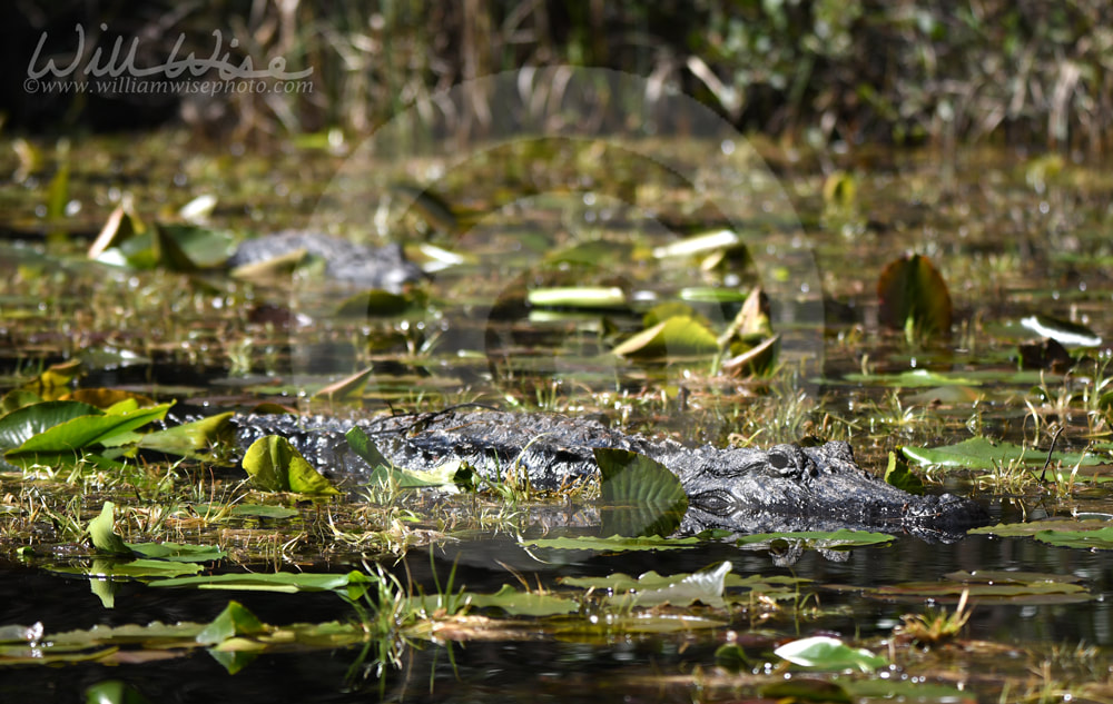 Okefenokee Alligator Picture