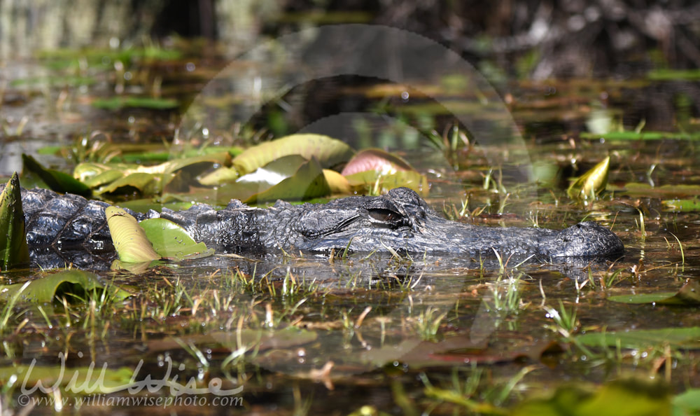 Okefenokee Alligator Picture