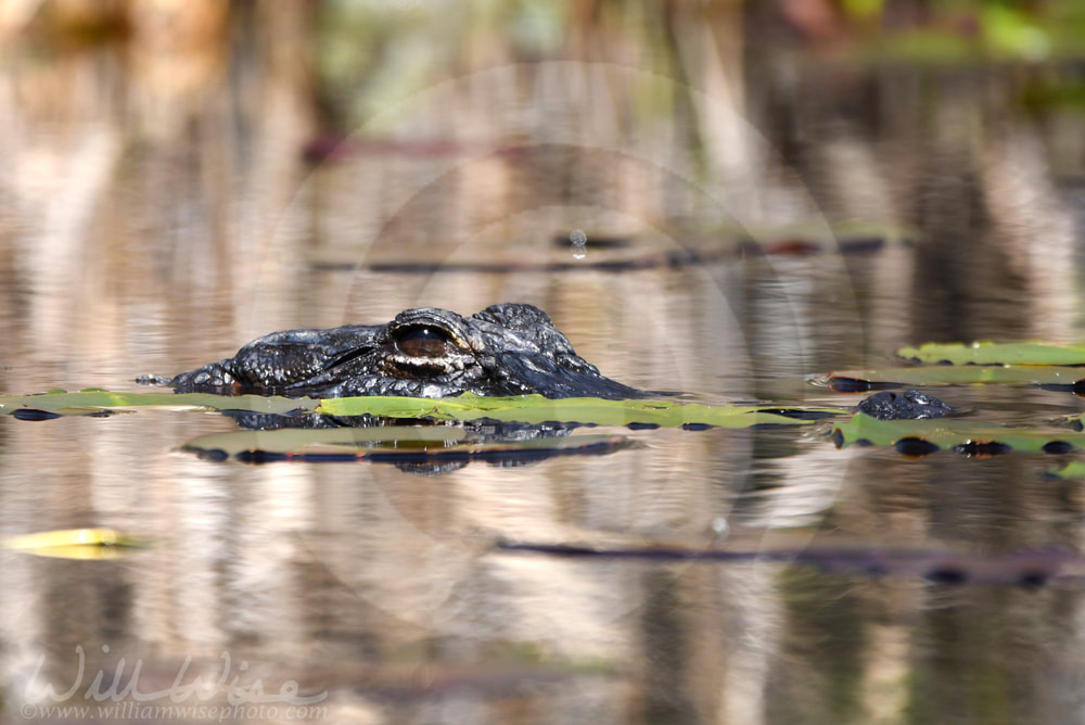 Okefenokee Alligator Picture