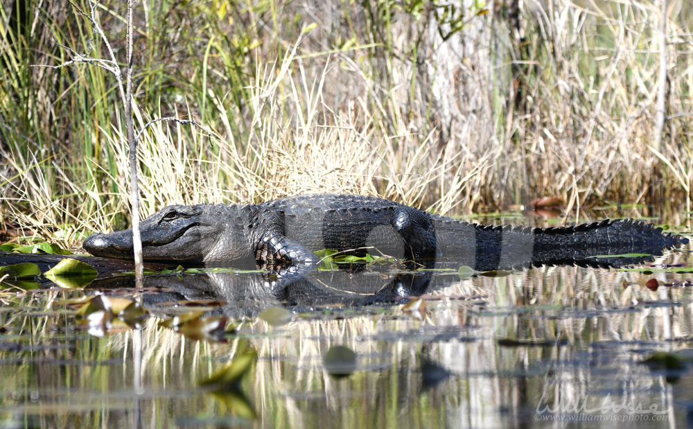 Large American Alligator basking in the sun in the Okefenokee Swamp, Georgia Picture
