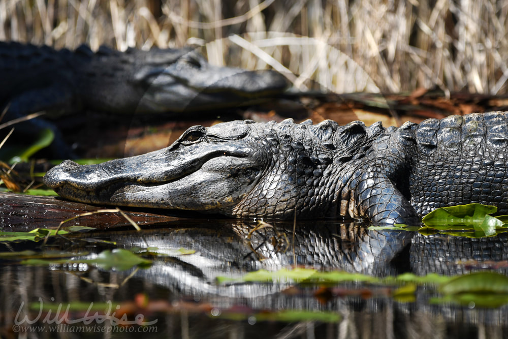 Large American Alligator basking in the sun in the Okefenokee Swamp, Georgia Picture