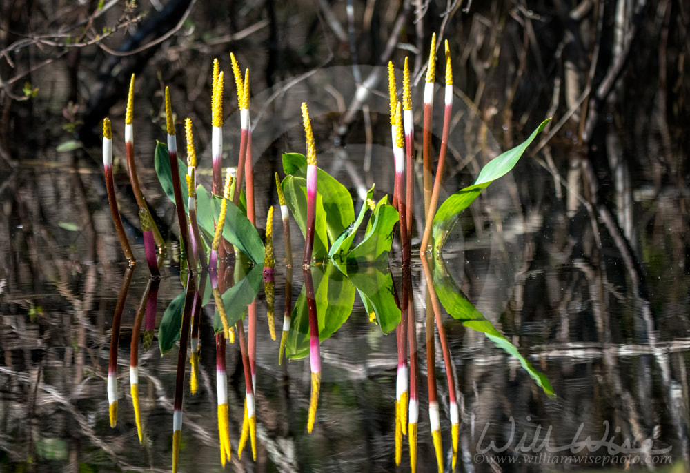 Golden Club Neverwet aquatic plant and bright flowers Picture