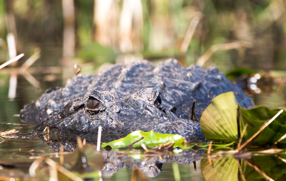 Large American Alligator submerged in the Okefenokee Swamp, Georgia Picture