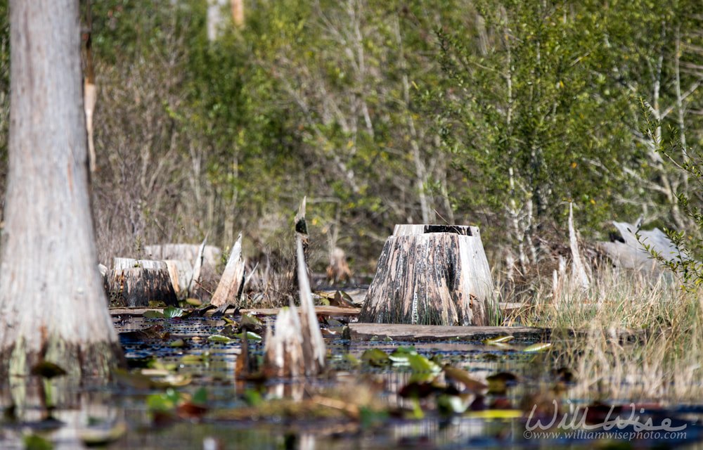 Cut cypress stumps from logging operations in the Okefenokee Swamp, Georgia Picture