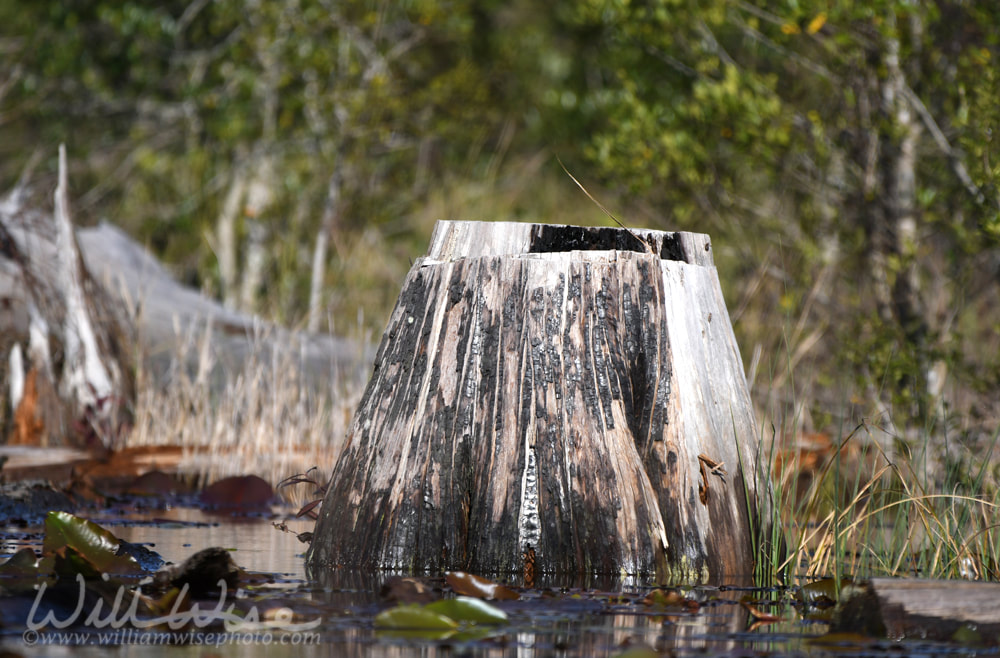 Cut cypress tree stump from logging operations in the Okefenokee Swamp, Georgia Picture