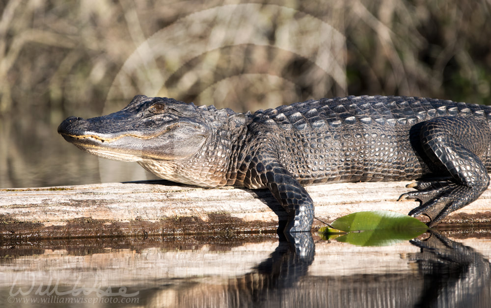 Large basking American Alligator on a log at the Big Water canoe shelter; Okefenokee Swamp National Wildlife Refuge, Georgia USA Picture