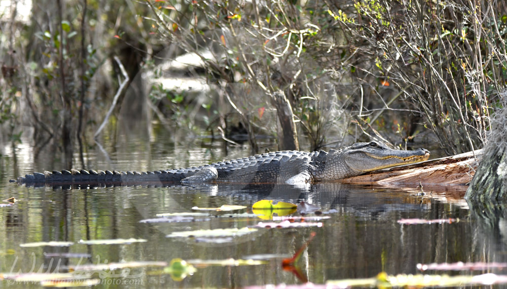 Large basking American Alligator on a log at the Big Water Lake; Okefenokee Swamp National Wildlife Refuge, Georgia USA Picture