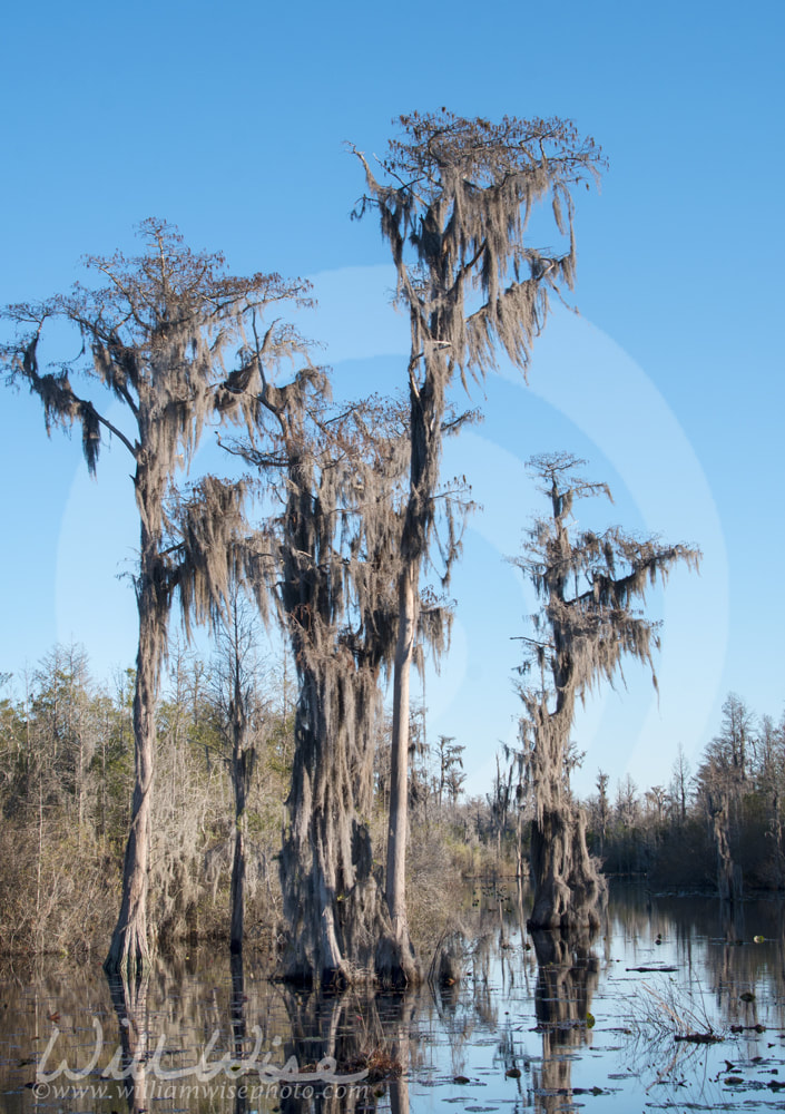 Tall Cypress Trees covered in Spanish Moss in the waters of the Okefenokee Swamp Picture