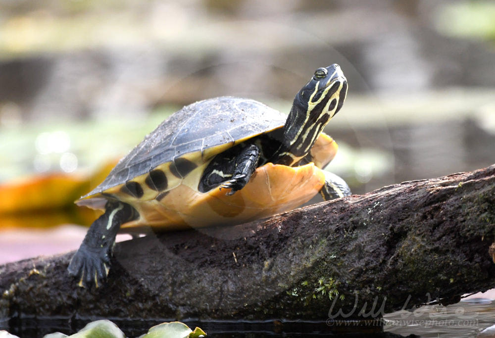 River Cooter Turtle on a log in the Okefenokee Swamp Picture