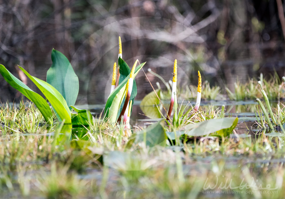 Golden Club Neverwet plant with flowers in the swamp Picture