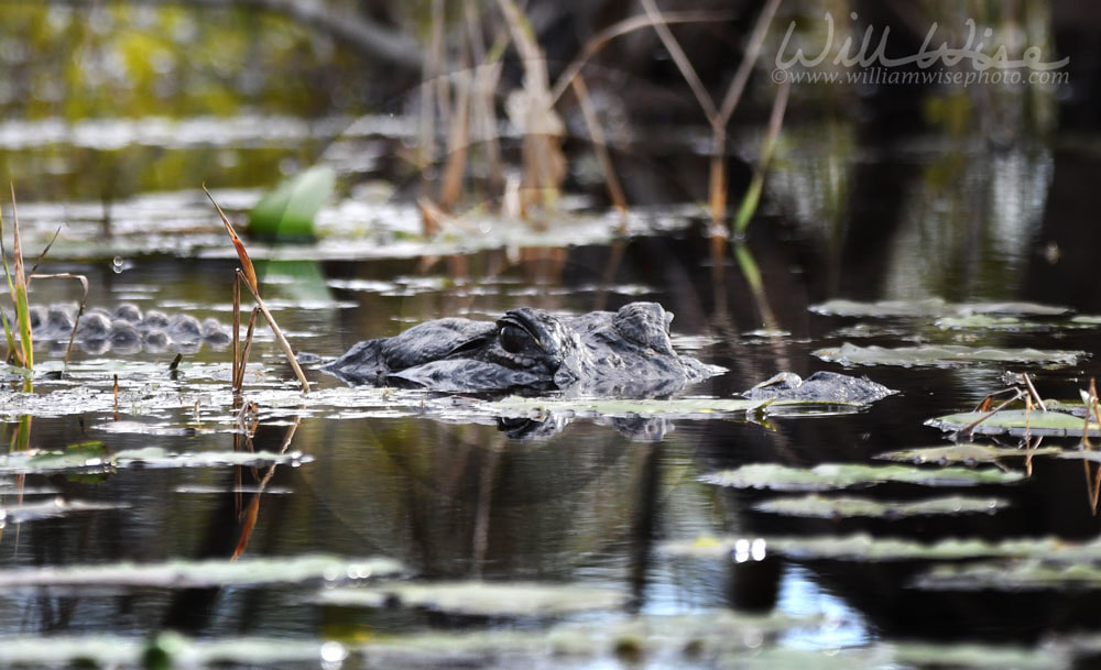 American Alligator eyes swimming in blackwater Okefenokee Swamp Picture