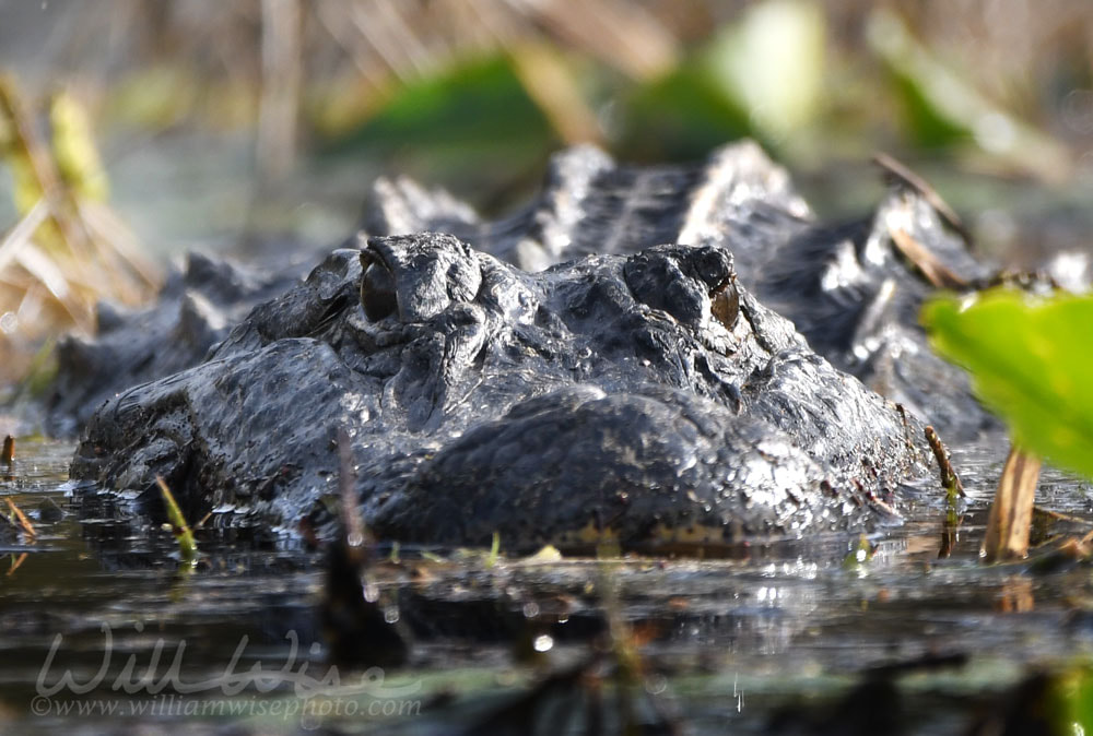 Alligator Picture