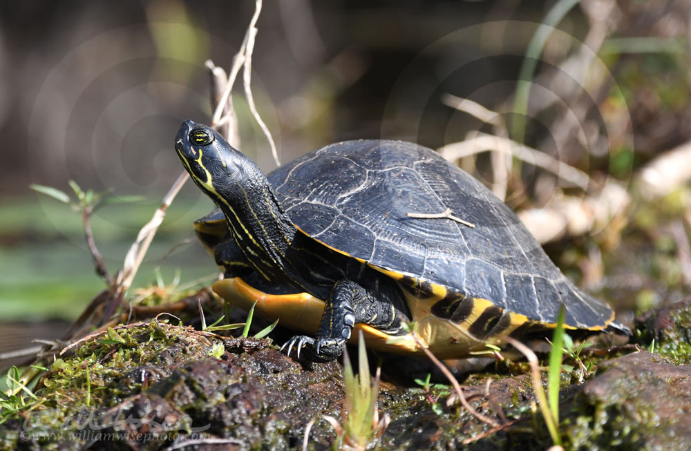 River Turtle Suwannee River Canal; Okefenokee National Wildlife Refuge, Georgia, USA Picture