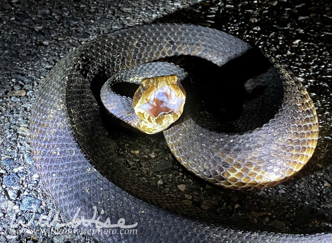 Florida Cottonmouth Picture