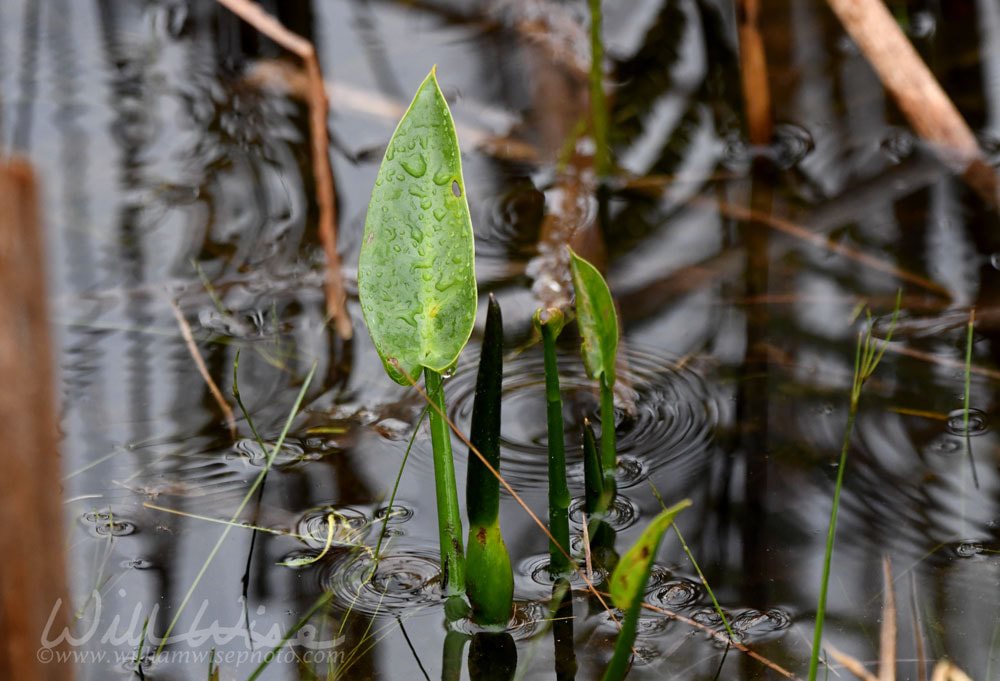 Pickerelweed along Okefenokee Boardwalk Trail, Georgia USA Picture
