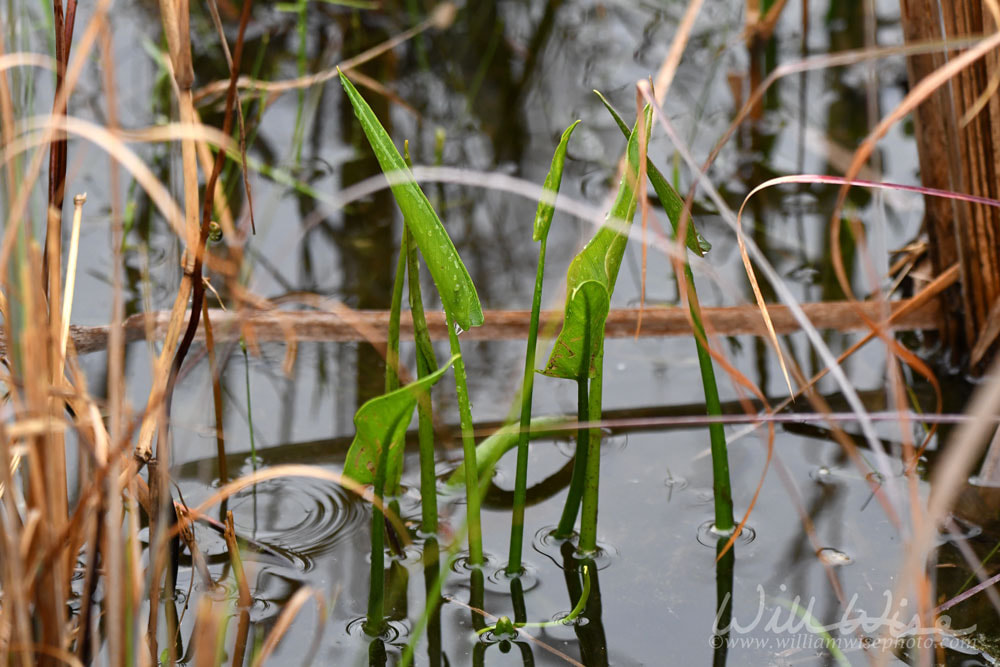  Pickerelweed along Okefenokee Boardwalk Trail, Georgia USA Picture