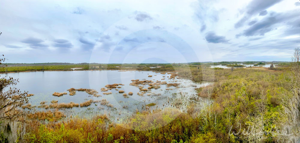 Panoramic View of Grand Prairie; Okefenokee National Wildlife Refuge, Georgia, USA Picture
