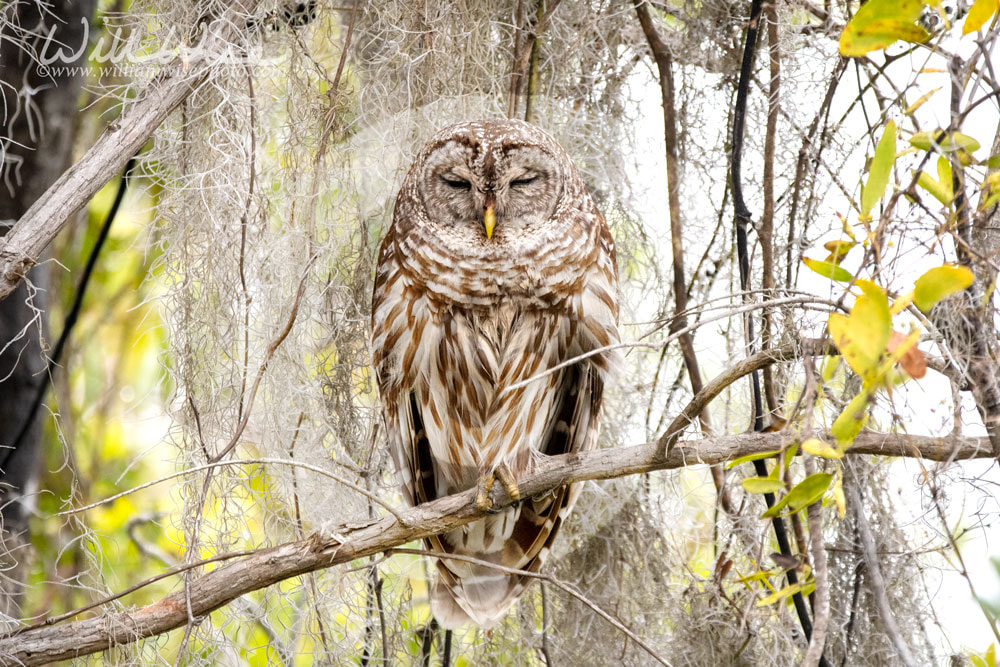 Sleepy Barred Owl perched on branch along Okefenokee Swamp Boardwalk Trail, Georgia USA Picture