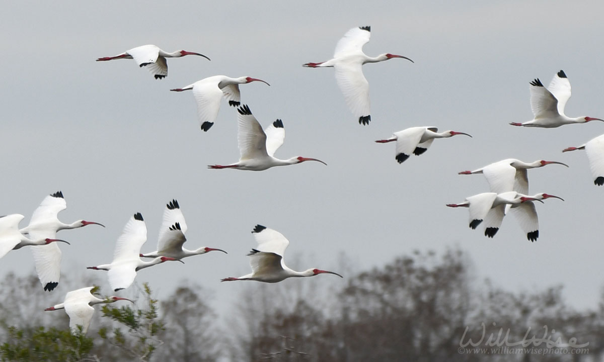 Okefenokee White Ibis Picture