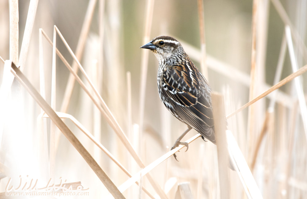 Female Red Winged Blackbird at Veterans Acres Park in Crystal Lake Illinois Picture