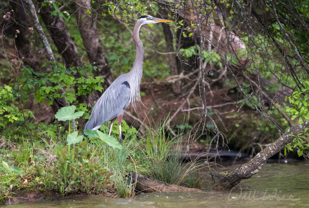 Great Blue Heron on Lake Oconee in Greene County, Georgia, USA Picture