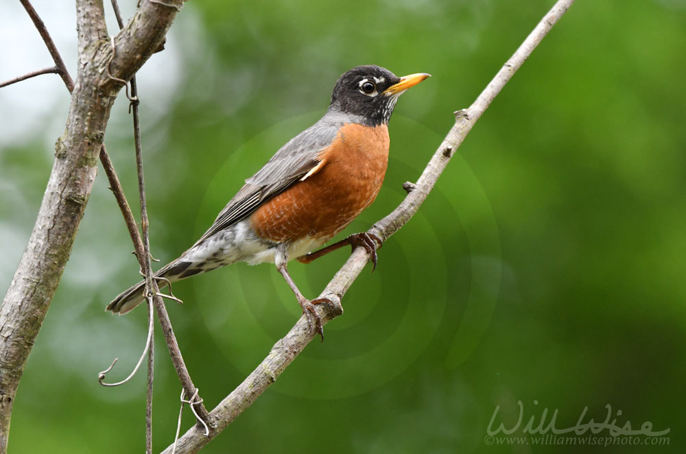 American Robin songbird Georgia birding USA Picture