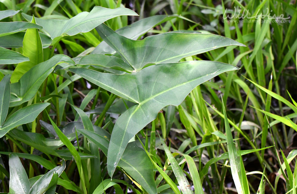 Green Arrow Arum Picture