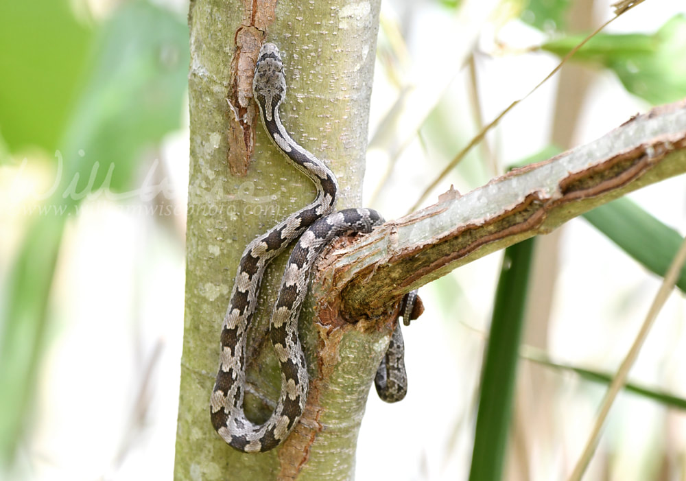 Juvenile Eastern Ratsnake in a tree at Phinizy Swamp, Georgia Picture